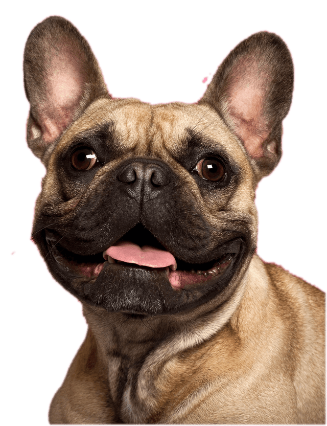 Pet